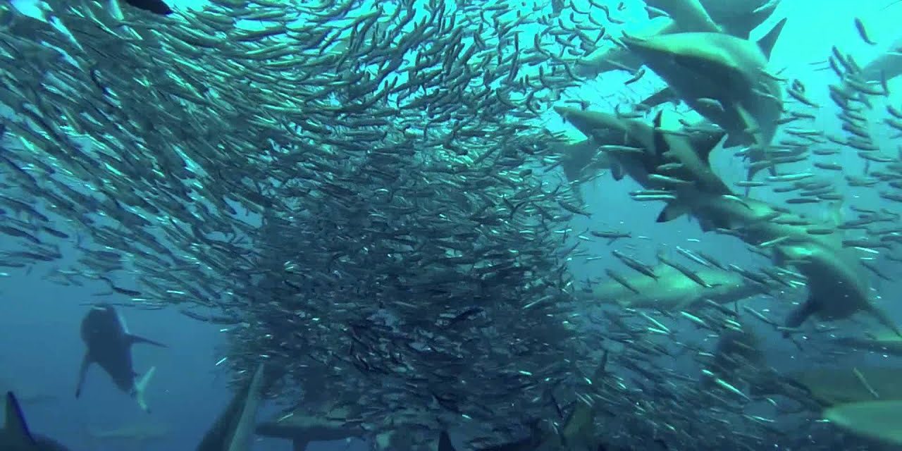 Simpatia per le sardine